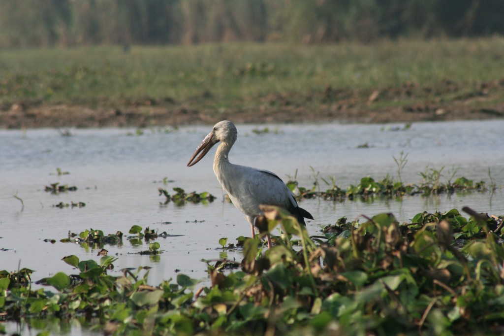 Asian Openbill Stork