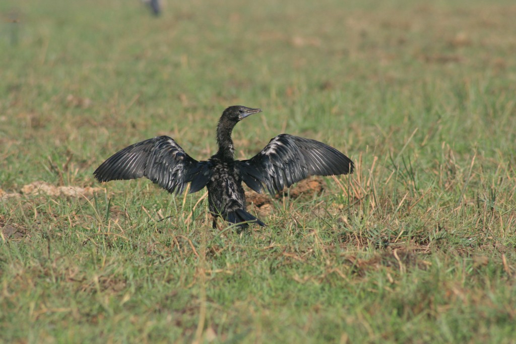 That's all folks! It's time to  dry my wings 