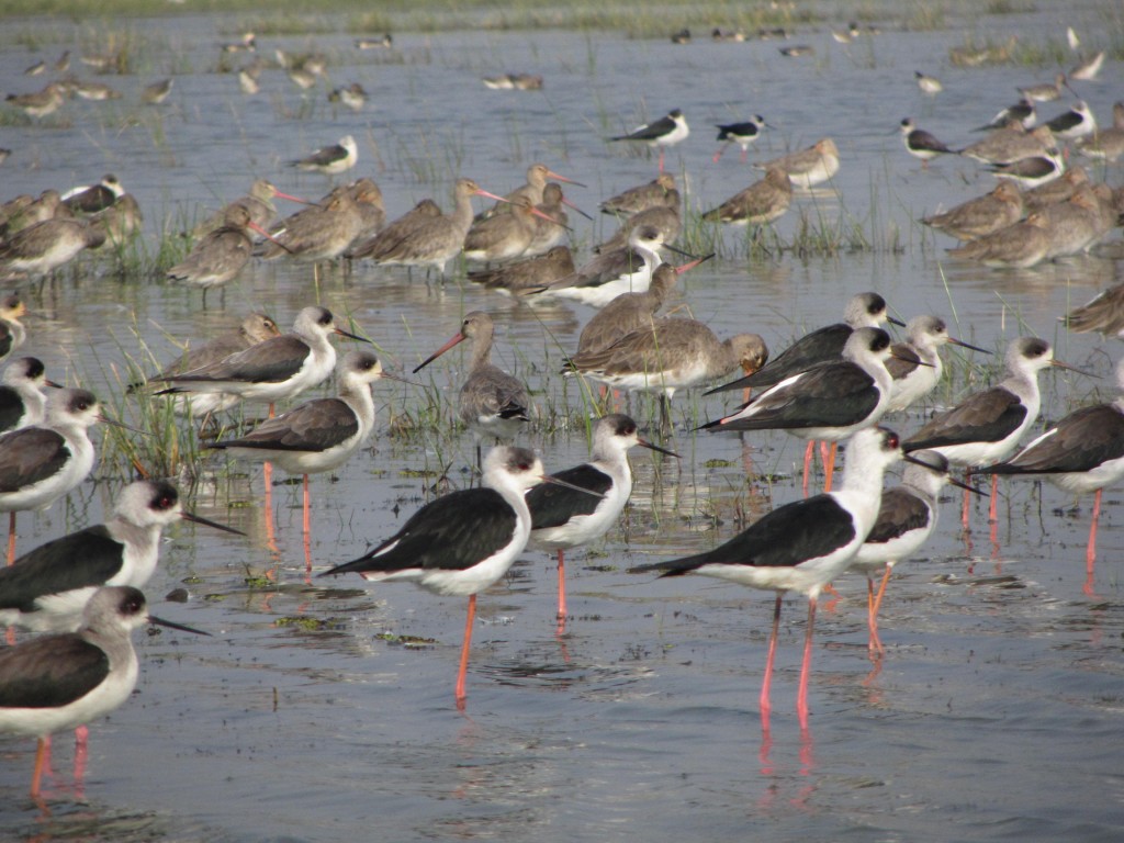 Black winged Stilt in the foreground and Godwits at the back
