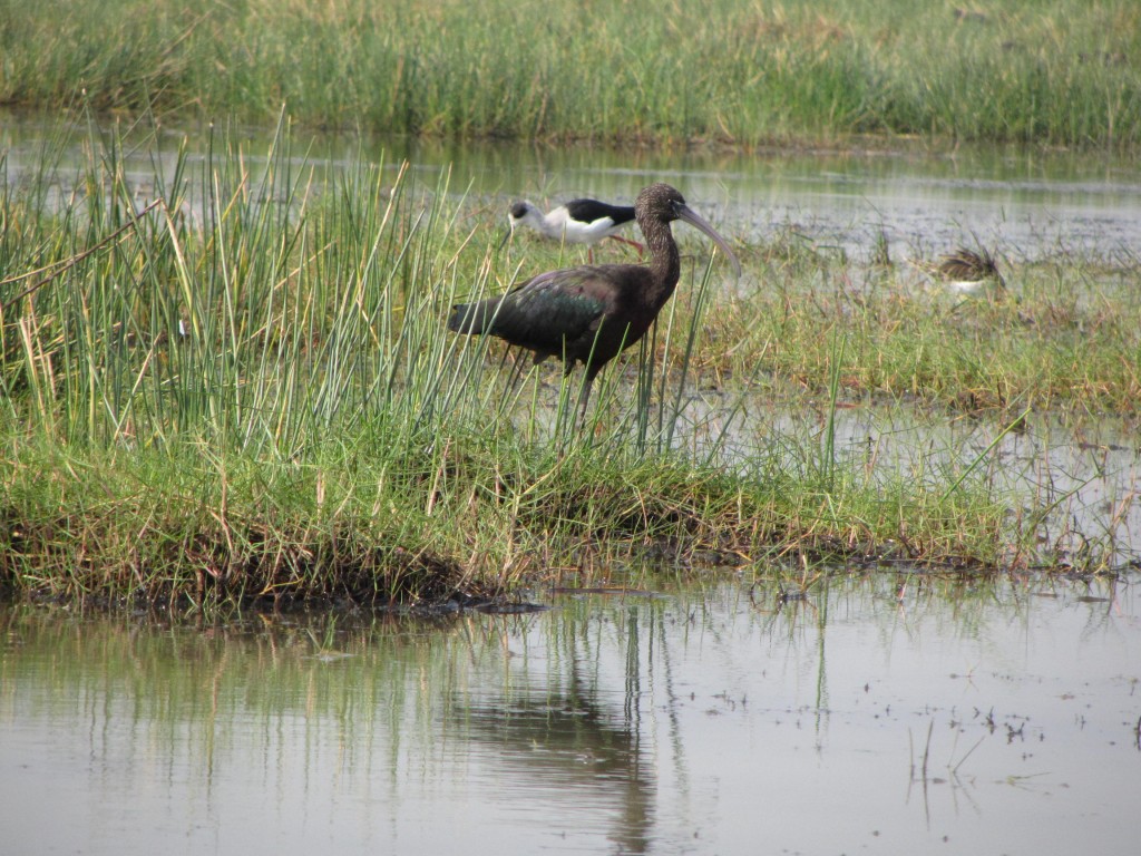 Black Ibis