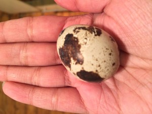 A tiny speckled quail egg